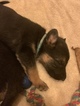 Small Photo #2 German Shepherd Dog Puppy For Sale in MYRTLE CREEK, OR, USA