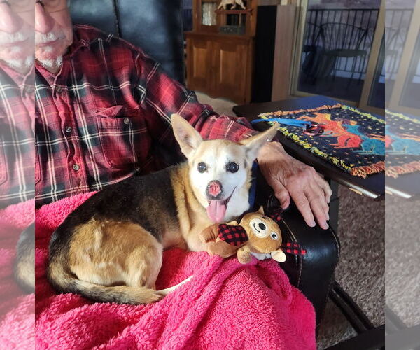 Medium Photo #2 Mutt Puppy For Sale in Emmett, ID, USA