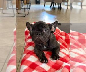 French Bulldog Puppy for sale in MARICOPA, AZ, USA