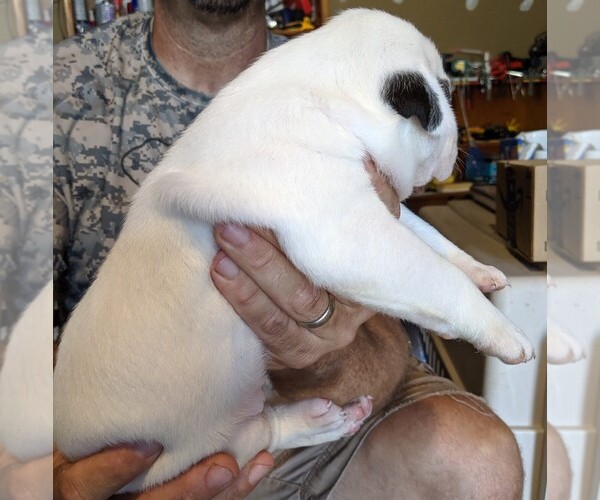 Medium Photo #9 American Bulldog Puppy For Sale in MILLS RIVER, NC, USA