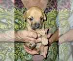 Small Photo #3 Chipin Puppy For Sale in Mesa, AZ, USA