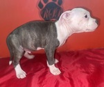 Small #1 American Pit Bull Terrier