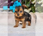 Small #2 Yorkshire Terrier