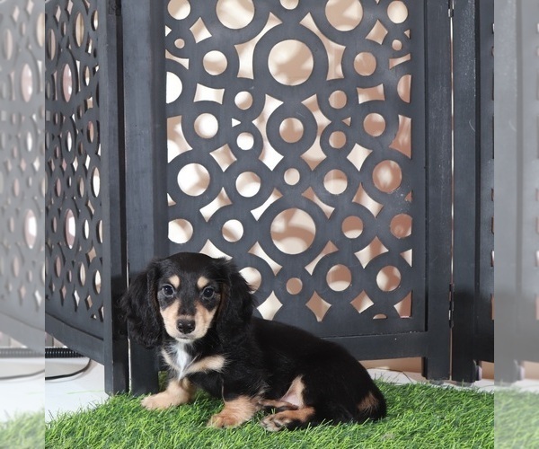Medium Photo #2 Dachshund Puppy For Sale in MOUNT VERNON, OH, USA