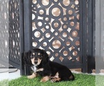 Small #1 Dachshund