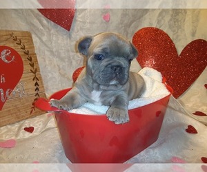 French Bulldog Puppy for sale in PAWTUCKET, RI, USA