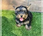 Small Photo #1 Yorkshire Terrier Puppy For Sale in STAMFORD, CT, USA