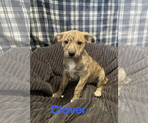 Mutt Dogs for adoption in Topeka, KS, USA