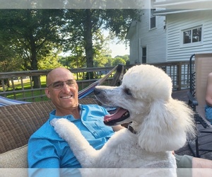 Father of the Poodle (Standard) puppies born on 07/04/2026