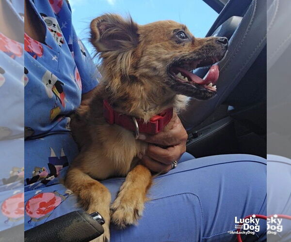 Medium Photo #3 Chiranian Puppy For Sale in Washington, DC, USA