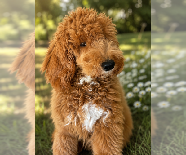 Medium Photo #2 Goldendoodle (Miniature) Puppy For Sale in UXBRIDGE, MA, USA