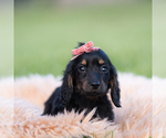 Small #2 Dachshund