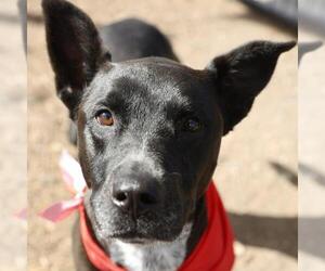 Labrador Retriever Dogs for adoption in San Antonio, TX, USA