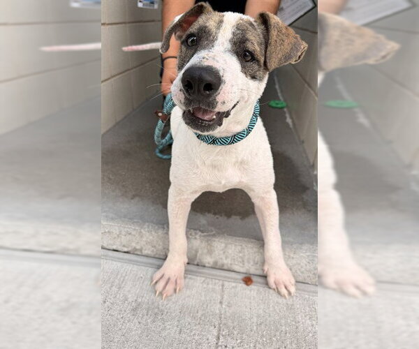 Medium Photo #2 American Pit Bull Terrier-Unknown Mix Puppy For Sale in Corpus Christi, TX, USA