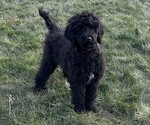 Puppy Red Poodle (Standard)