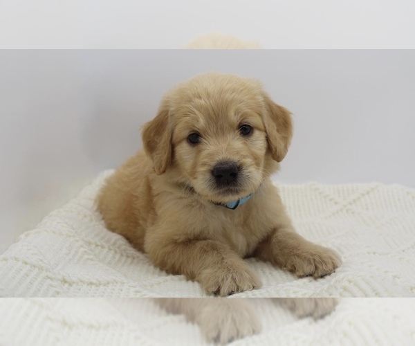 Medium Photo #1 Goldendoodle Puppy For Sale in ROYSE CITY, TX, USA
