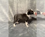 Small Photo #4 Border Collie Puppy For Sale in LECOMA, MO, USA