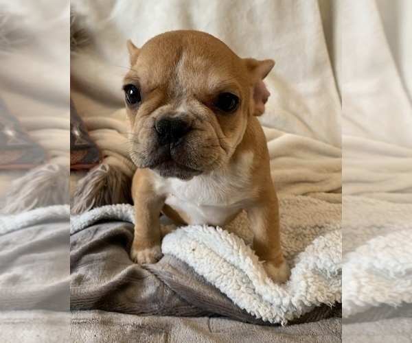 Medium Photo #19 French Bulldog Puppy For Sale in JOHNS ISLAND, SC, USA