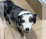Small #4 Australian Shepherd