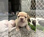 Puppy Puppy 3 French Bulldog