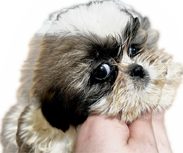 Medium Photo #17 Shih Tzu Puppy For Sale in HAYWARD, CA, USA