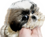 Small Photo #17 Shih Tzu Puppy For Sale in HAYWARD, CA, USA