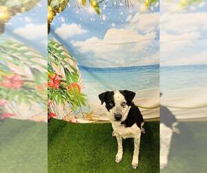 Labrador Retriever-Unknown Mix Dogs for adoption in Globe, AZ, USA