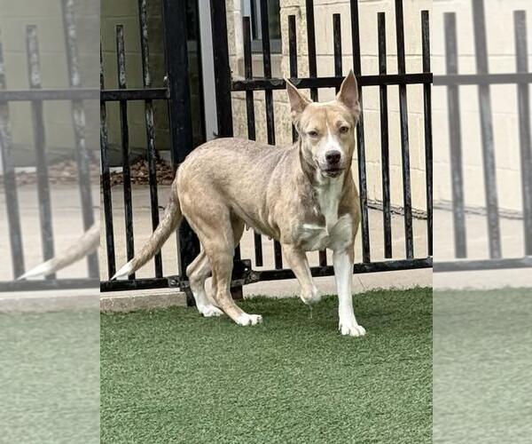 Medium Photo #6 Siberian Husky-Unknown Mix Puppy For Sale in McKinney, TX, USA