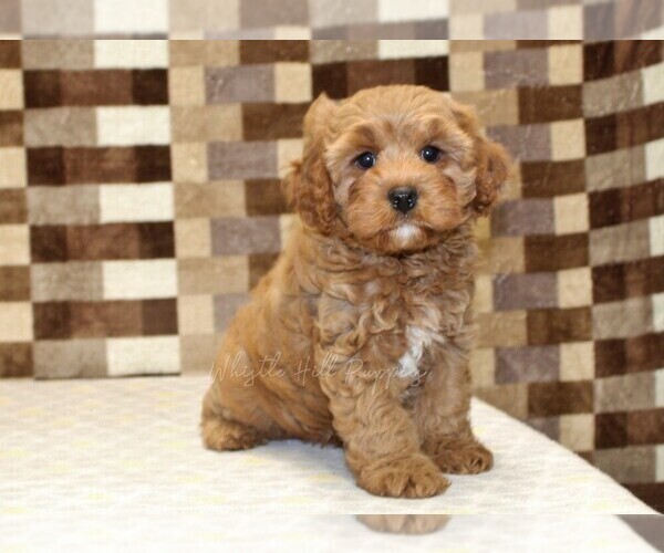Medium Photo #4 Cavapoo (Miniature) Puppy For Sale in DENVER, PA, USA