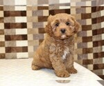 Small #3 Cavapoo (Miniature)