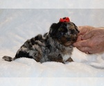 Small #14 ShihPoo