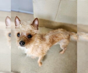 Chihuahua-Unknown Mix Dogs for adoption in Woodbury, NY, USA