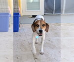Small #5 Beagle