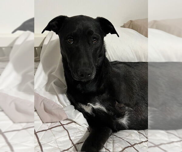 Medium Photo #11 Labrador Retriever-Unknown Mix Puppy For Sale in Salt Lake City, UT, USA