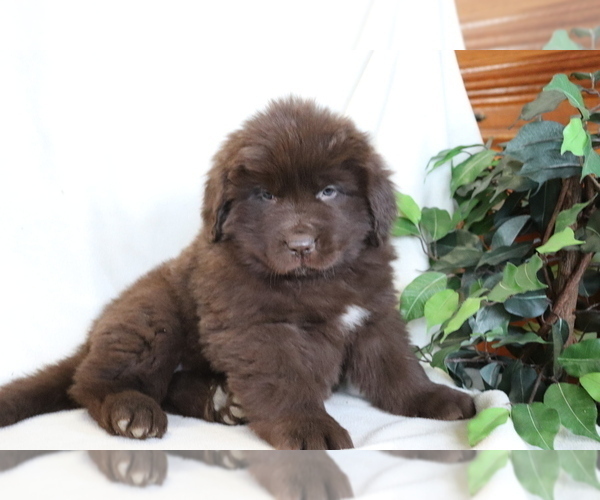 Medium Photo #1 Newfoundland Puppy For Sale in SHILOH, OH, USA