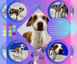 Small Lab-Pointer