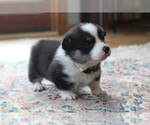 Small #13 Pembroke Welsh Corgi