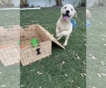 Small Photo #3 Labrador Retriever Puppy For Sale in TAMPA, FL, USA
