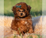 Puppy Burley AKC Poodle (Miniature)