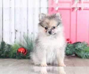 Pomeranian Puppy for sale in MOUNT VERNON, OH, USA
