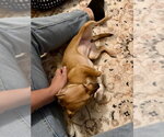 Small Photo #6 Chihuahua Puppy For Sale in Mesa, AZ, USA