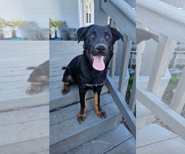 Medium Photo #2 German Shepherd Dog Puppy For Sale in New Hill, NC, USA