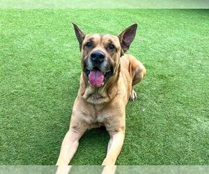 German Shepherd Dog-Great Dane Mix Dogs for adoption in Orange, CA, USA