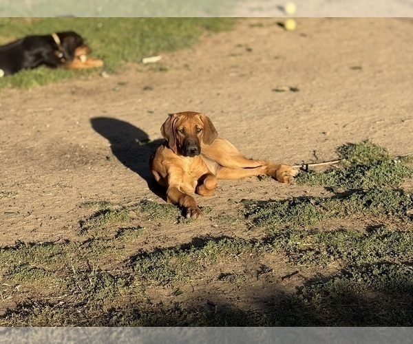 Medium Photo #13 Labrador Retriever-Rhodesian Ridgeback Mix Puppy For Sale in FRESNO, CA, USA