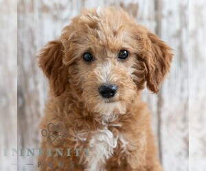 Goldendoodle (Miniature) Puppy for sale in SUNBURY, PA, USA
