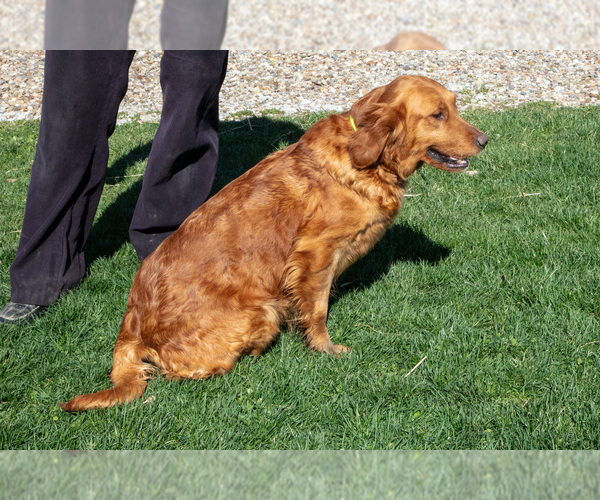 Medium Photo #1 Golden Retriever Puppy For Sale in MILLERSBURG, OH, USA