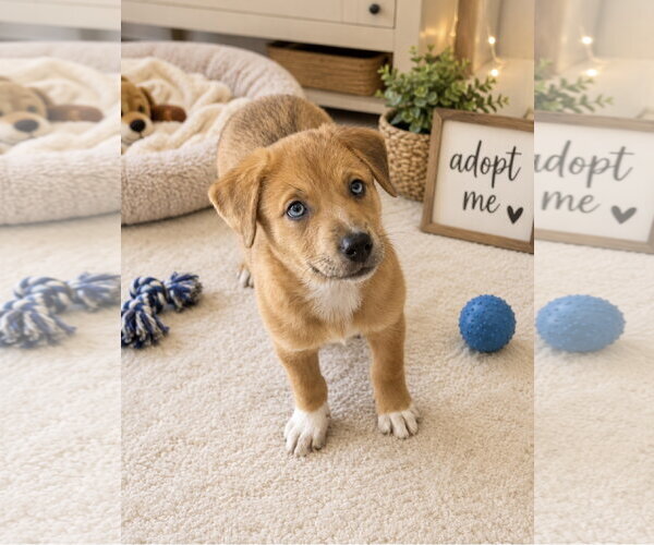 Medium Photo #3 Mutt Puppy For Sale in Euless, TX, USA