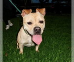 Small Photo #15 Bulldog-Staffordshire Bull Terrier Mix Puppy For Sale in Houston, TX, USA