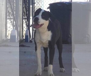 Labrador Retriever-Unknown Mix Dogs for adoption in Amarillo, TX, USA