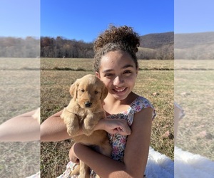 Golden Retriever Puppy for Sale in PATRICK SPGS, Virginia USA